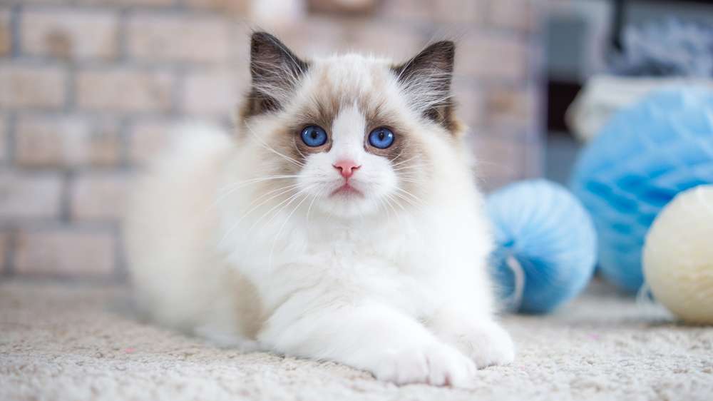 7 Jenis Kucing yang Bulunya Panjang, Bikin Happy buat Dibelai