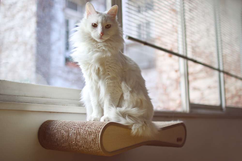 7 Jenis Kucing yang Bulunya Panjang, Bikin Happy buat Dibelai