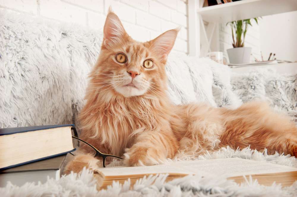 7 Jenis Kucing yang Bulunya Panjang, Bikin Happy buat Dibelai