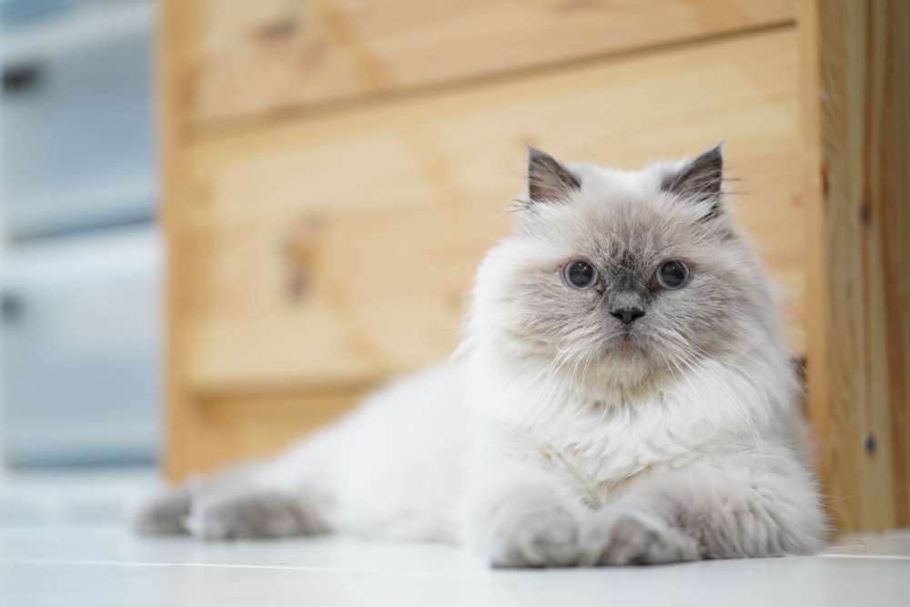 7 Jenis Kucing yang Bulunya Panjang, Bikin Happy buat Dibelai