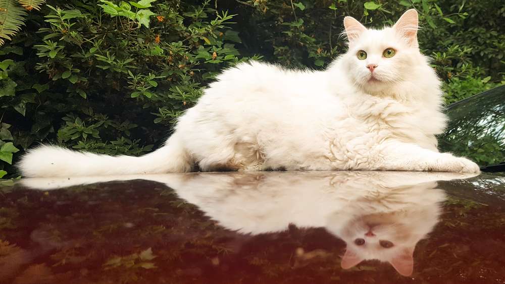 7 Jenis Kucing yang Bulunya Panjang, Bikin Happy buat Dibelai