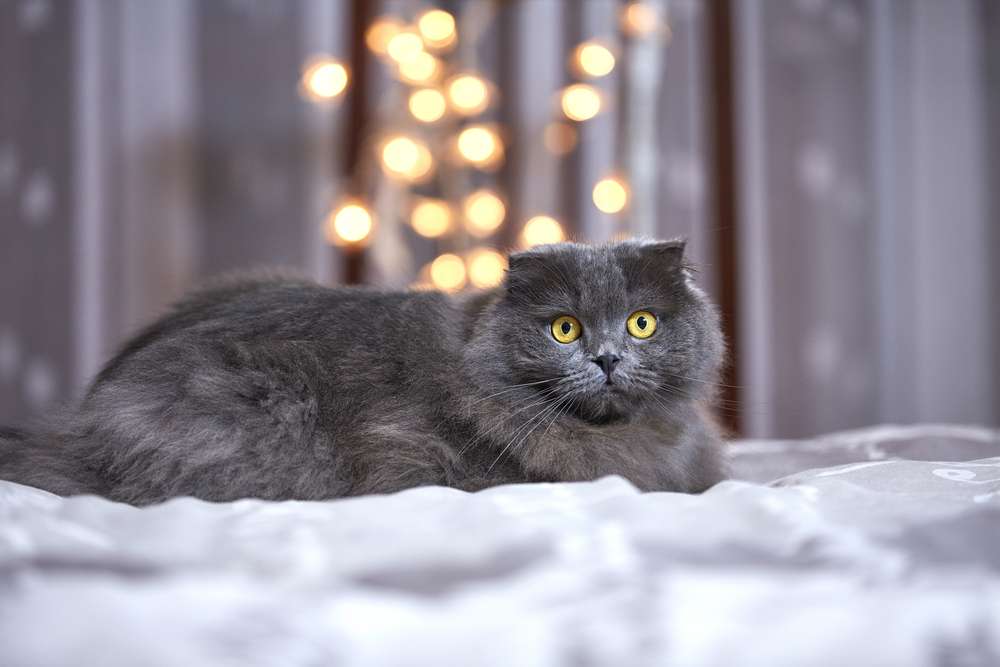 7 Jenis Kucing yang Bulunya Panjang, Bikin Happy buat Dibelai