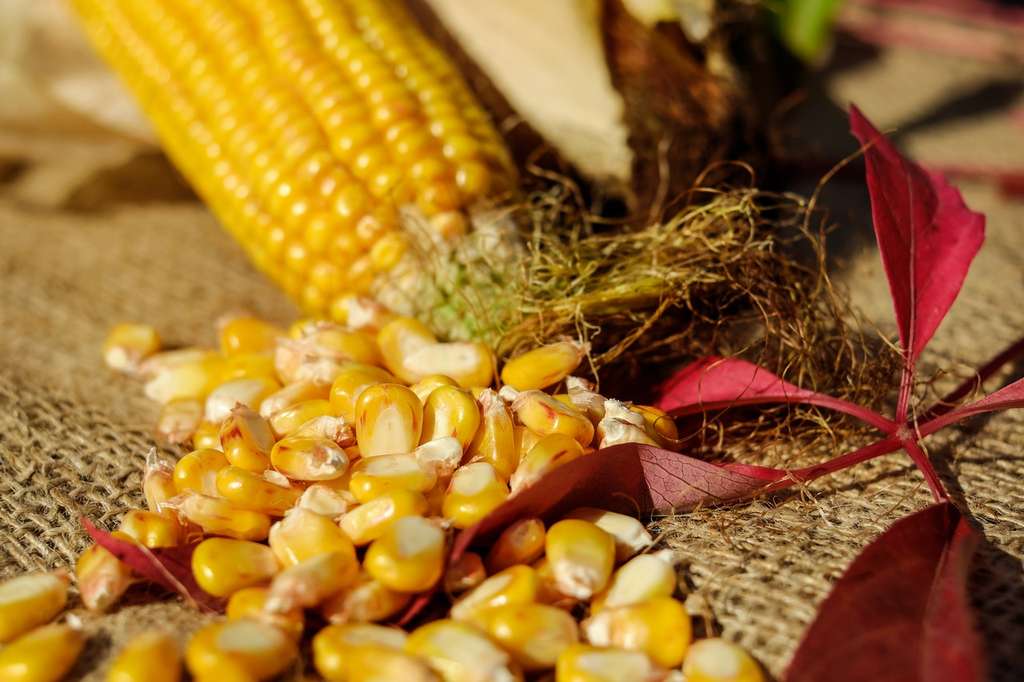 Jagung