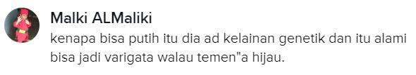 Sudah dibilang daun pisang itu sedang sakit.