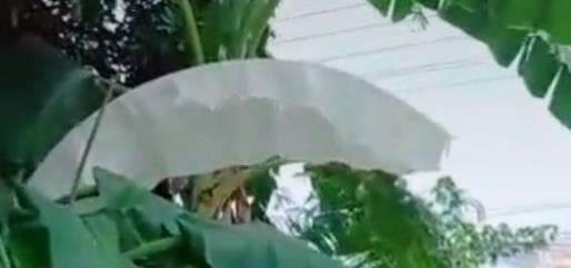 Daun pisang warna putih, pertanda apa?