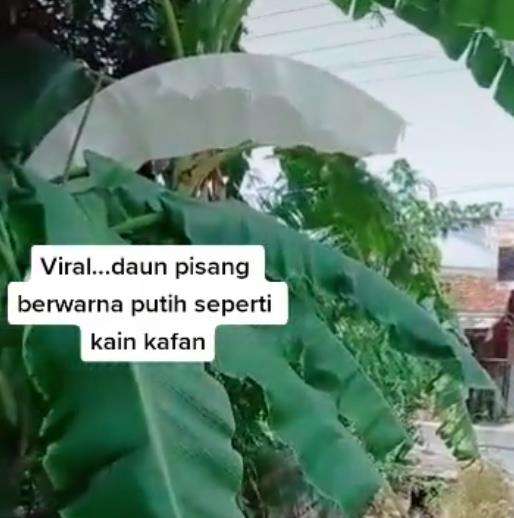Mungkin ini peringatan kepada manusia?