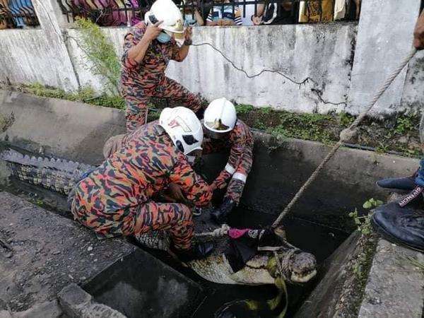 Buaya raksasa di saluran pembuangan air.