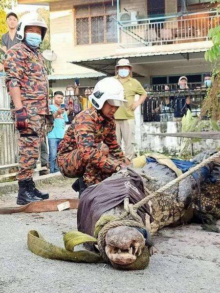 Petugas kesulitan mengangkat buaya hampir 1 ton ini.