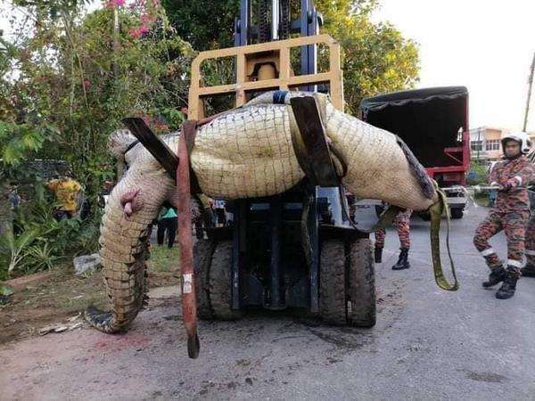Terpaksa diangkat menggunakan forklift.