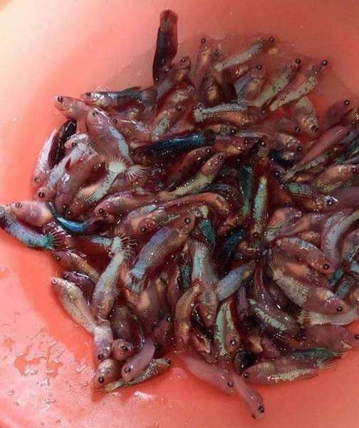 Ikan cupang sudah dibersihkan dan siap diolah bersama bumbu-bumbunya.