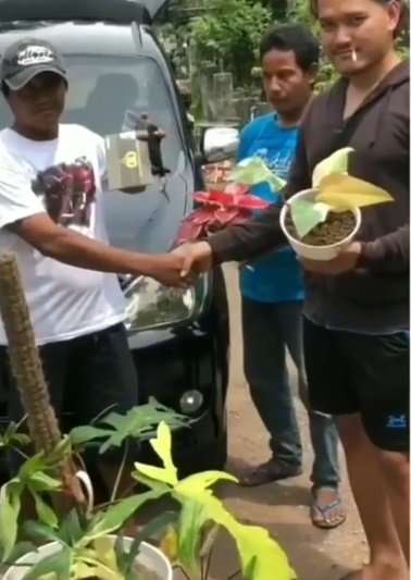 Tukar Mobil dengan Tanaman HIas