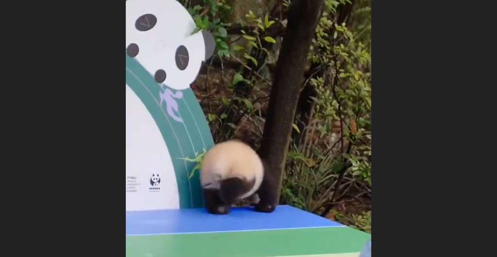 Bayi panda