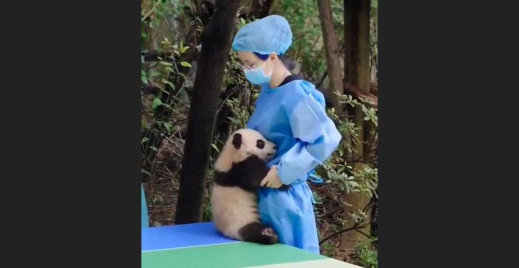 Bayi panda