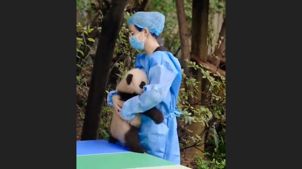 Bayi panda