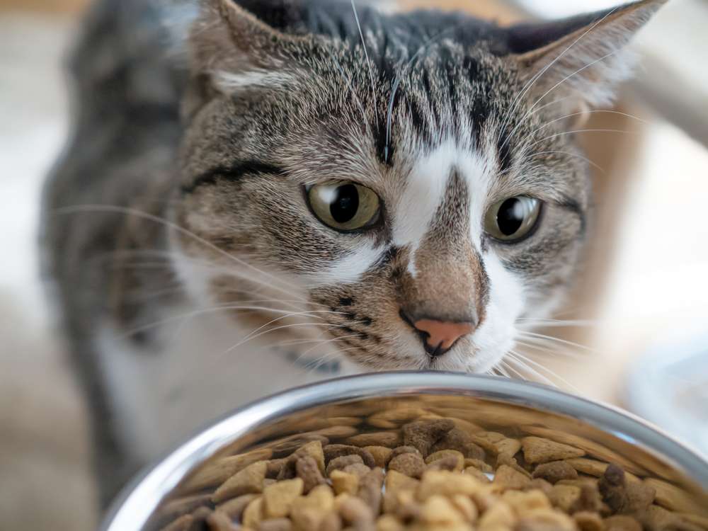Tampak Sepele, 5 Kesalahan Memberi Makanan Bisa Ancam Kesehatan Si Kucing