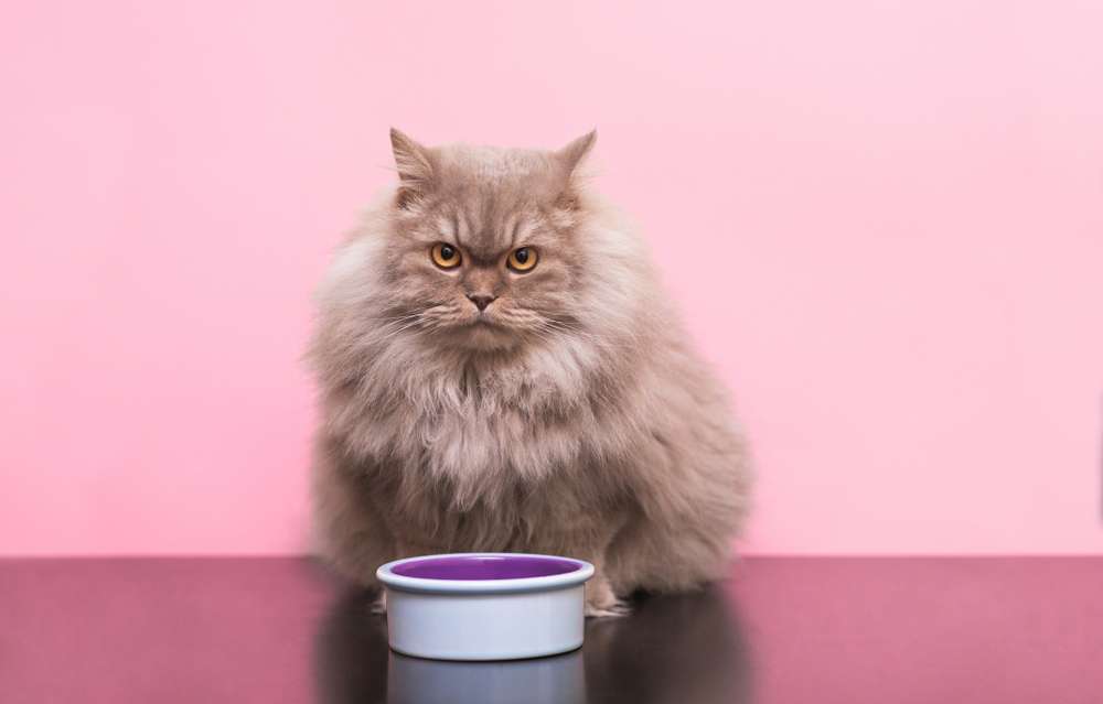 Tampak Sepele, 5 Kesalahan Memberi Makanan Bisa Ancam Kesehatan Si Kucing