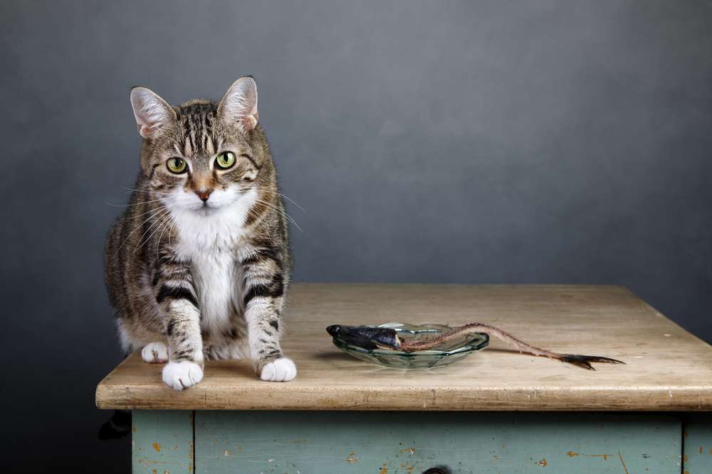 Tampak Sepele, 5 Kesalahan Memberi Makanan Bisa Ancam Kesehatan Si Kucing