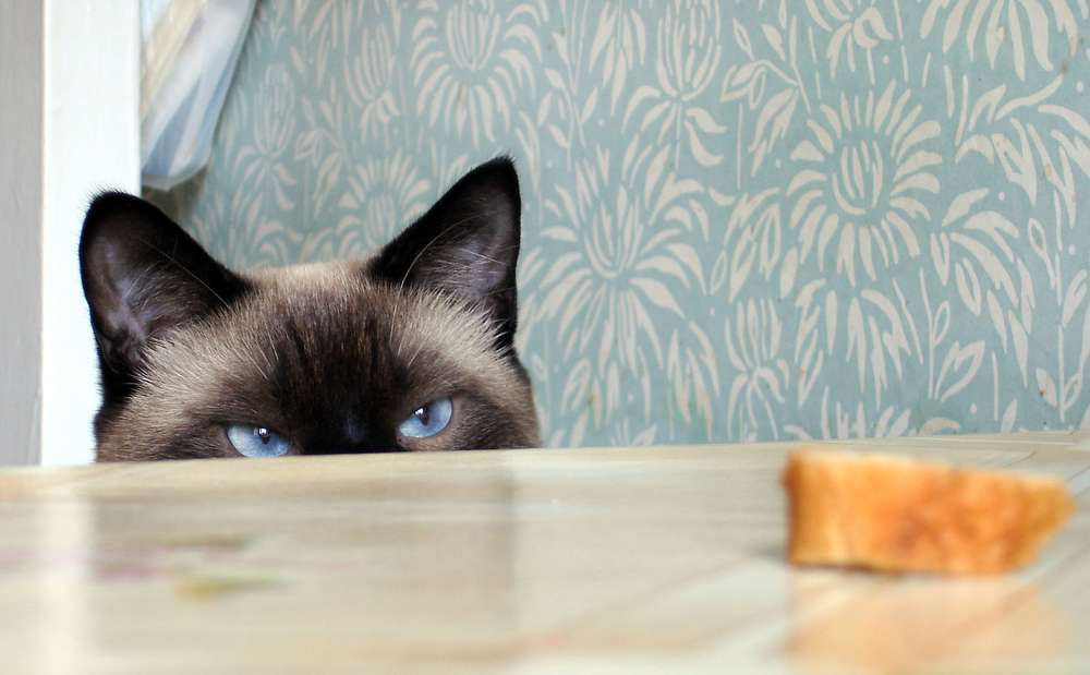 Tampak Sepele, 5 Kesalahan Memberi Makanan Bisa Ancam Kesehatan Si Kucing