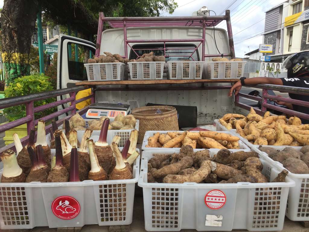 Bisnis Ubi Cilembu