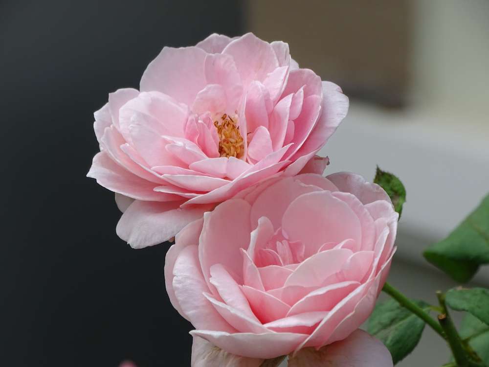 French Rose dan Vitamin Jadi Satu dalam Micellar Water, Manfaatnya Super! French Rose dan Vitamin Jadi Satu dalam Micellar Water, Manfaatnya Super!