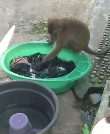 Monyet membantu cuci pakaian emak-emak di Kalimantan Selatan.