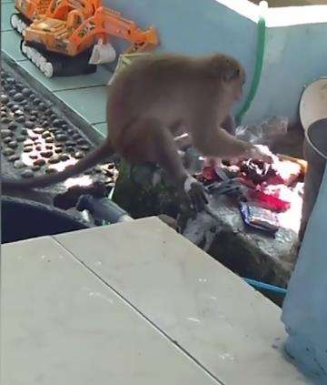 Dengan terampilnya, monyet itu mengucek dan membilas cucian.