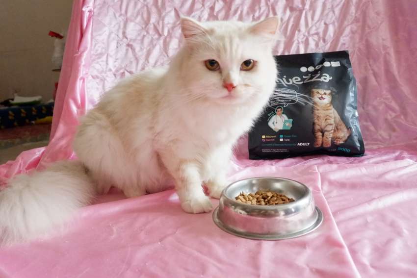 Cara Mengajarkan Kucing Buang Air di Litter Box