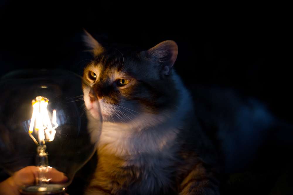 Merawat Kucing yang Sudah Tua Memang Banyak Triknya