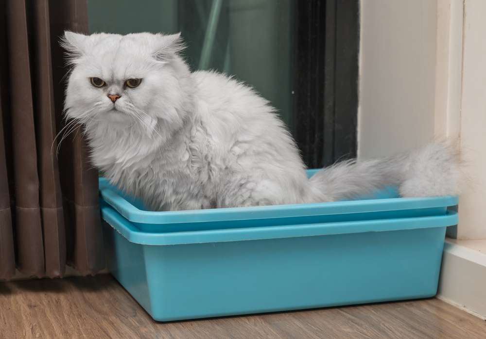 Merawat Kucing yang Sudah Tua Memang Banyak Triknya