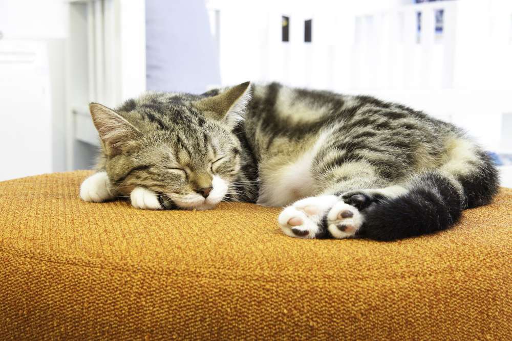 Merawat Kucing yang Sudah Tua Memang Banyak Triknya