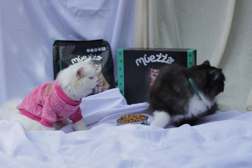 Merawat Kucing yang Sudah Tua Memang Banyak Triknya
