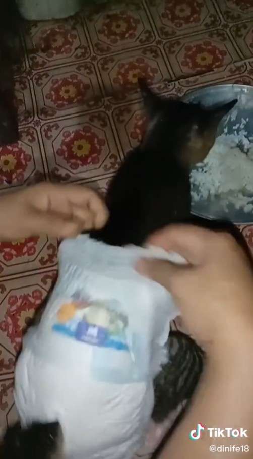 Kucing Pakai Pampers