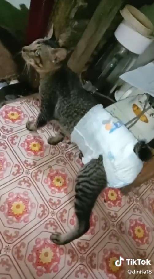 Kucing Pakai Pampers