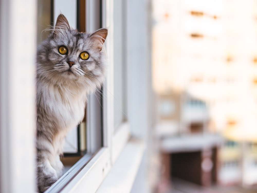 Tanpa Peta, Begini Cara Kucing Temukan Jalan Pulang setelah Sempat Menghilang