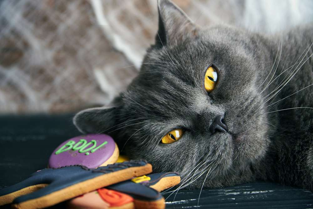 Kucing Makan Permen! Untuk Pencegahan, Ketahui Dampaknya Yuk