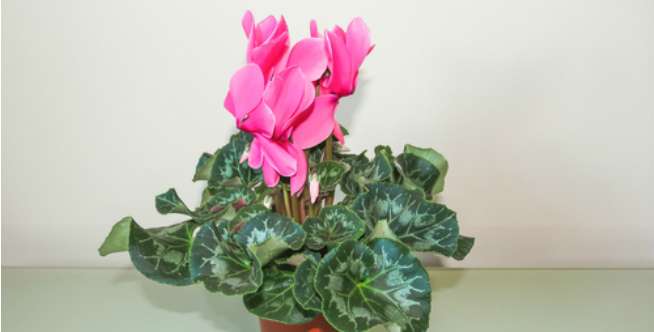 Cyclamen