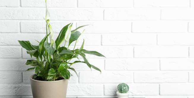 Peace Lily