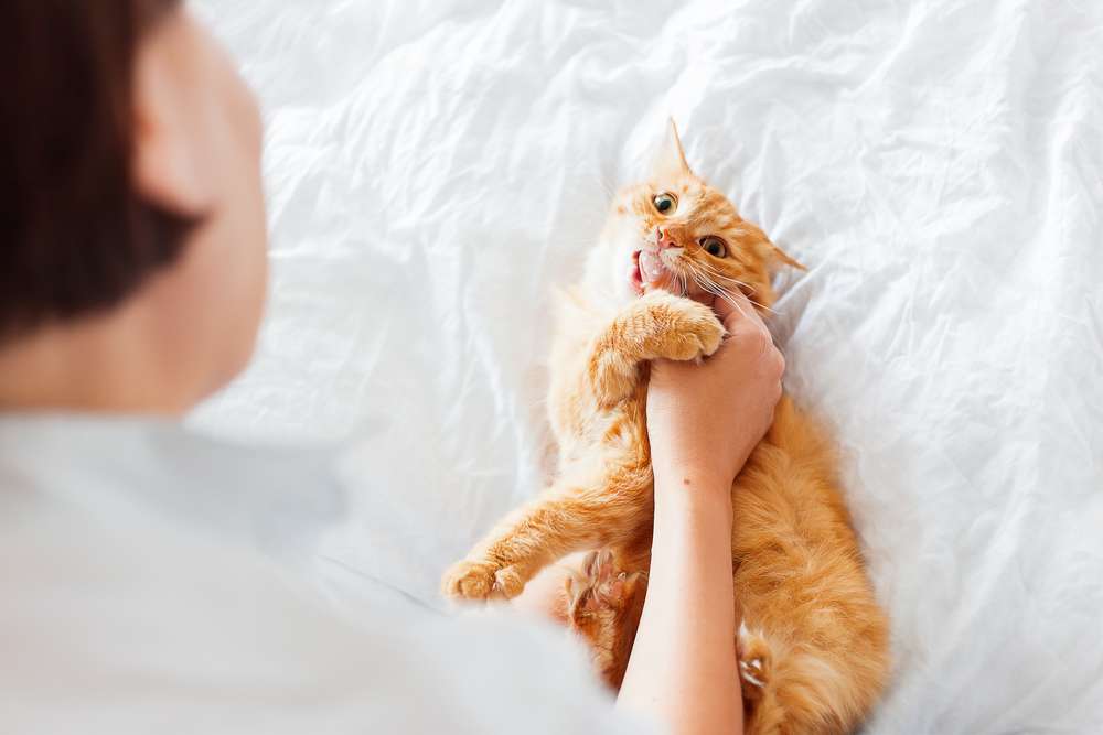 Solusi Jitu untuk Atasi Sederet Alasan Kucing Suka Menggigit