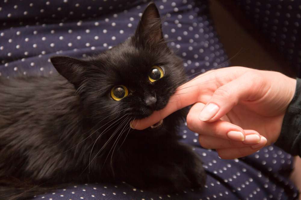 Solusi Jitu untuk Atasi Sederet Alasan Kucing Suka Menggigit