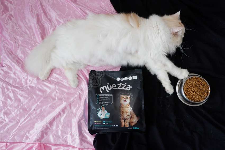 Solusi Jitu untuk Atasi Sederet Alasan Kucing Suka Menggigit