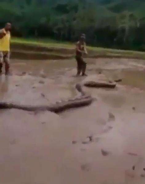 Setelah ditarik ekornya, tampak betapa panjangnya sang ular.