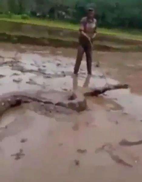 Penampakan ular raksasa dari dekat.