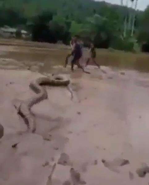 Penangkapan ular python raksasa di Sumatra Barat.
