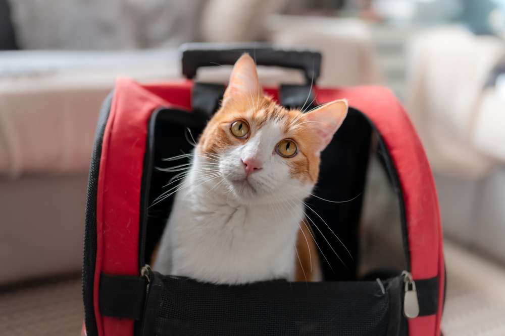 Membawa Kucing Pakai Tasnya Ternyata Gampang-Gampang Susah, Begini Triknya!