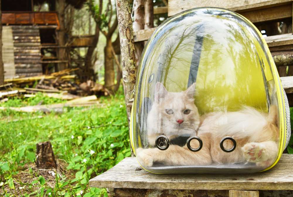 Membawa Kucing Pakai Tasnya Ternyata Gampang-Gampang Susah, Begini Triknya!