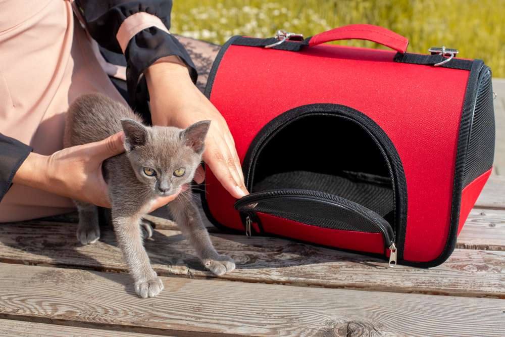 Membawa Kucing Pakai Tasnya Ternyata Gampang-Gampang Susah, Begini Triknya!