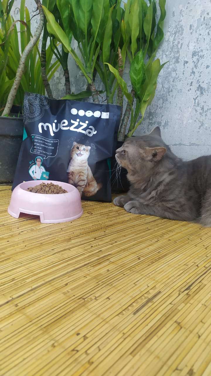 Membawa Kucing Pakai Tasnya Ternyata Gampang-Gampang Susah, Begini Triknya!