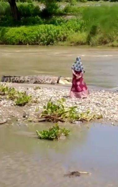 Wanita misterius berdiri sangat dekat dengan buaya berkalung ban di Palu.