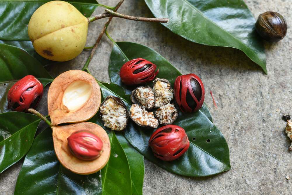 Cengkeh dan Pala, Rempah Andalan Maluku