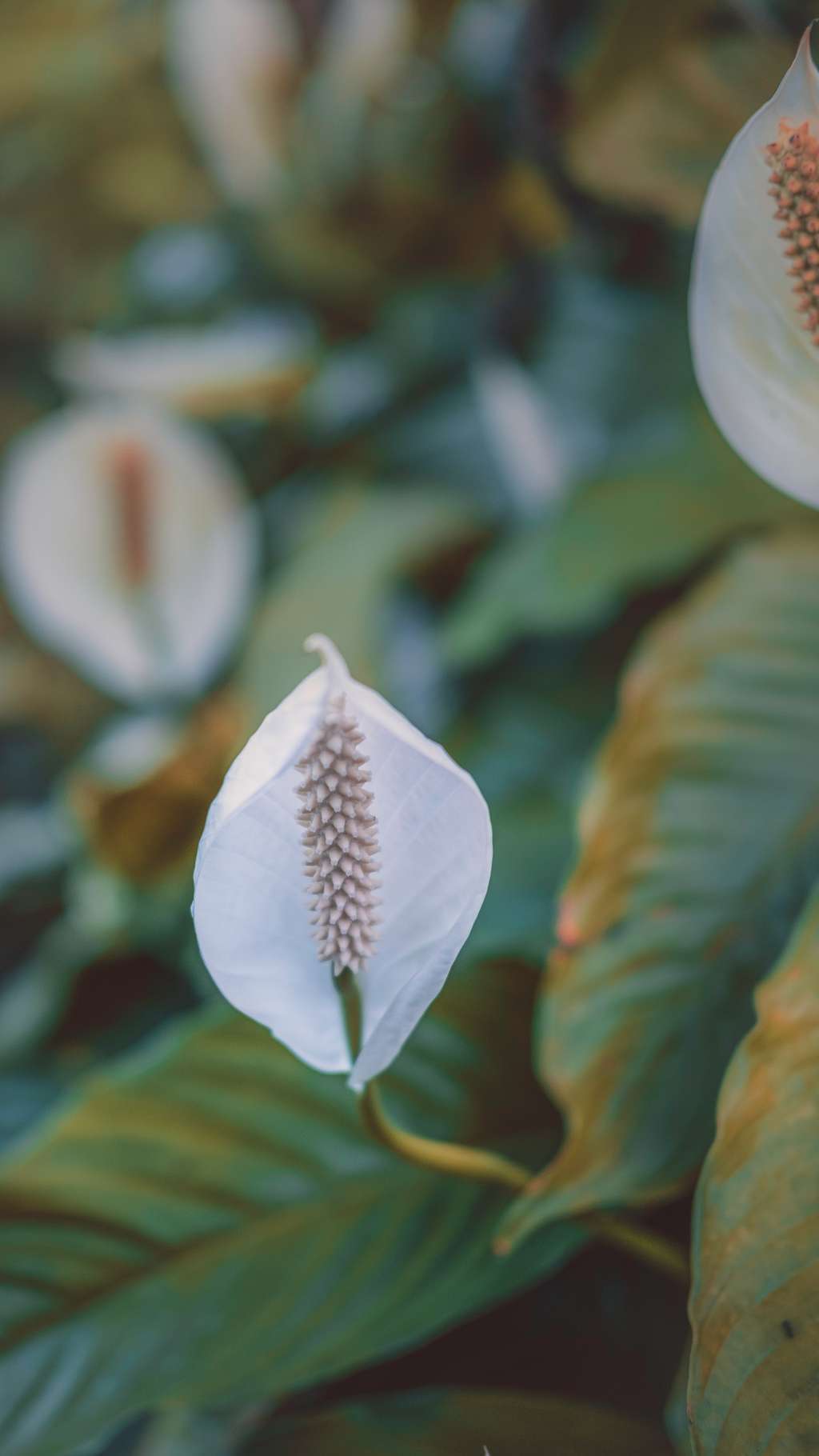 Lily